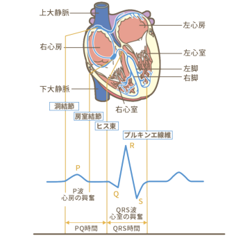 heart-stimulus-transmission-system-ECG-electro.png